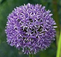 Allium violet beauty 10 løg